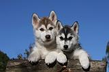 SIBERIAN HUSKY 714